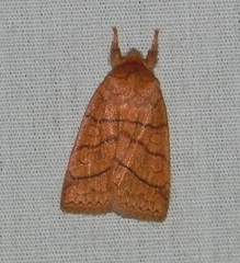 Pyreferra hesperidago