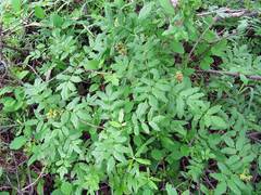 Sorbus sambucifolia