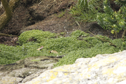 Image of Callitriche antarctica by (c) Stella Fish, some rights reserved (CC BY)
