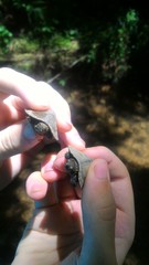 Sternotherus peltifer