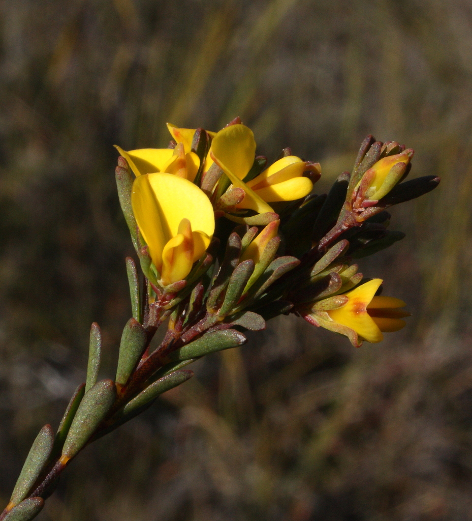 Latrobea brunonis