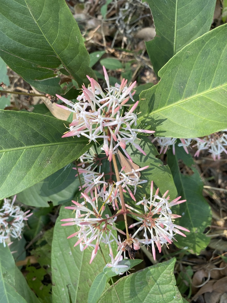 Ixora cibdela (Ixora cibdela)