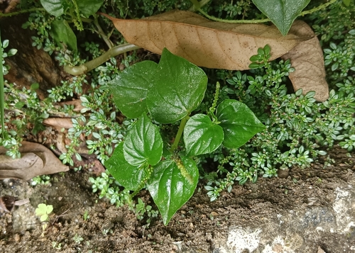 Foto de Erva-de-jabuti