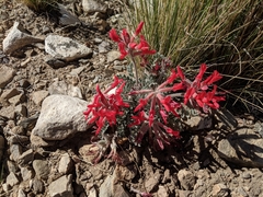 Astragalus coccineus