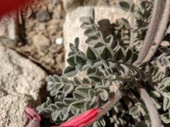 Astragalus coccineus
