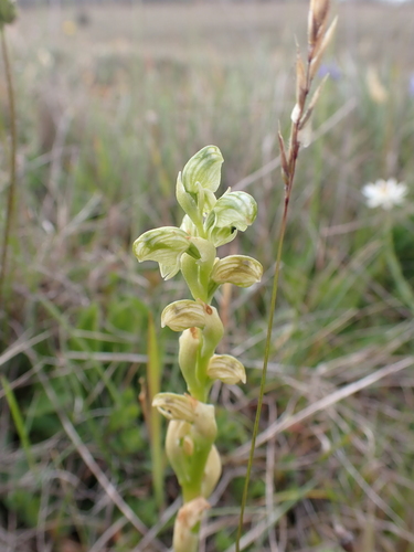 Image of Alpine Swan Greenhood (Pterostylis crassicaulis) by (c) Nina Kerr, some rights reserved (CC BY)