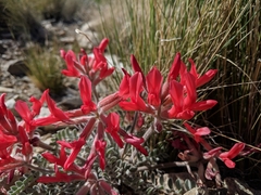 Astragalus coccineus