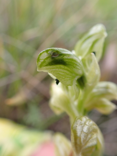Image of Pterostylis crassicaulis by (c) Nina Kerr, some rights reserved (CC BY)