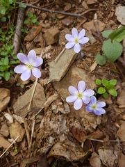 Hepatica americana