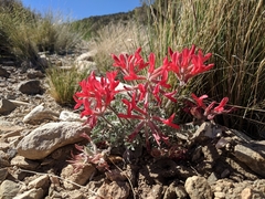 Astragalus coccineus