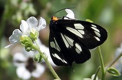 Gnophaela latipennis