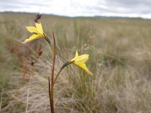 Image of Diuris monticola by (c) Nina Kerr, some rights reserved (CC BY)