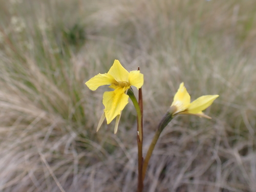 Image of Diuris monticola by (c) Nina Kerr, some rights reserved (CC BY)