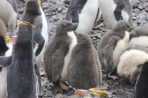 Royal Penguin (Eudyptes schlegeli), photo 2