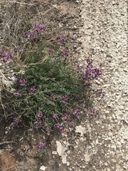 Astragalus desperatus