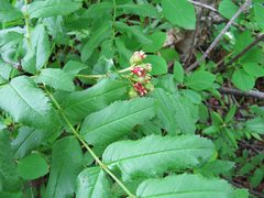 Sorbus sambucifolia