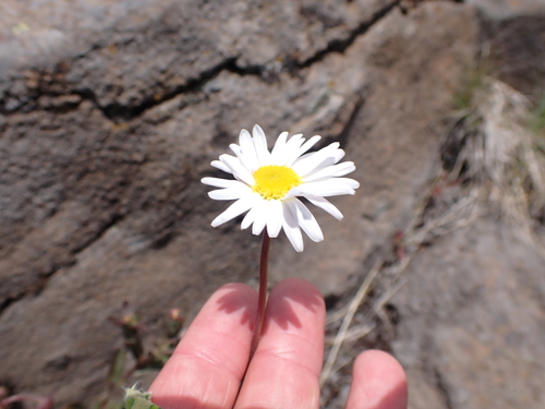 Image of Brachyscome aculeata by (c) Nina Kerr, some rights reserved (CC BY)