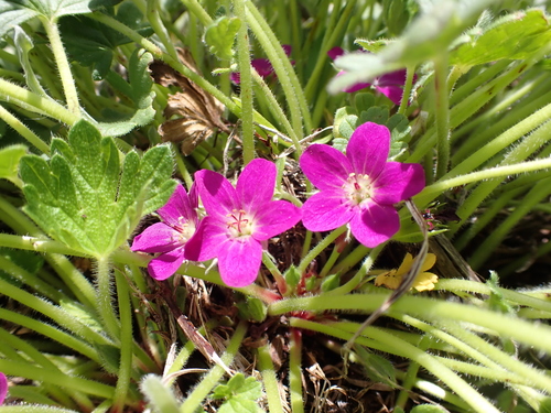 Image of Geranium antrorsum by (c) Nina Kerr, some rights reserved (CC BY)