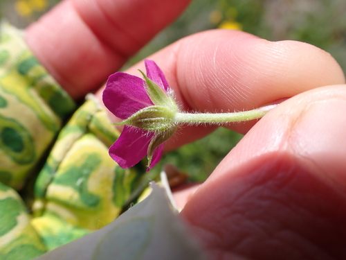 Image of Geranium antrorsum by (c) Nina Kerr, some rights reserved (CC BY)