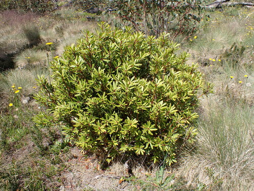 Image of Tasmannia xerophila by (c) Nina Kerr, some rights reserved (CC BY)
