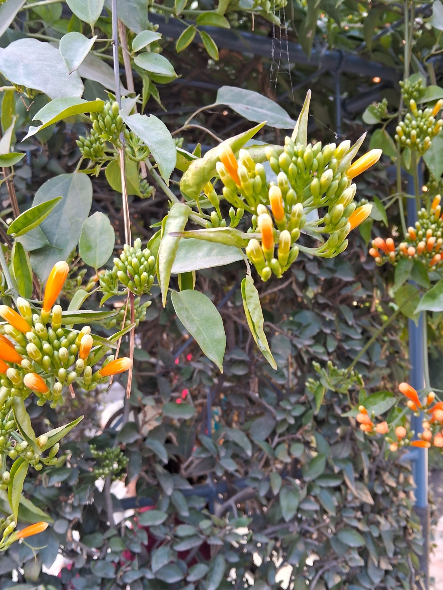 Imagem de Flor-de-são-joão