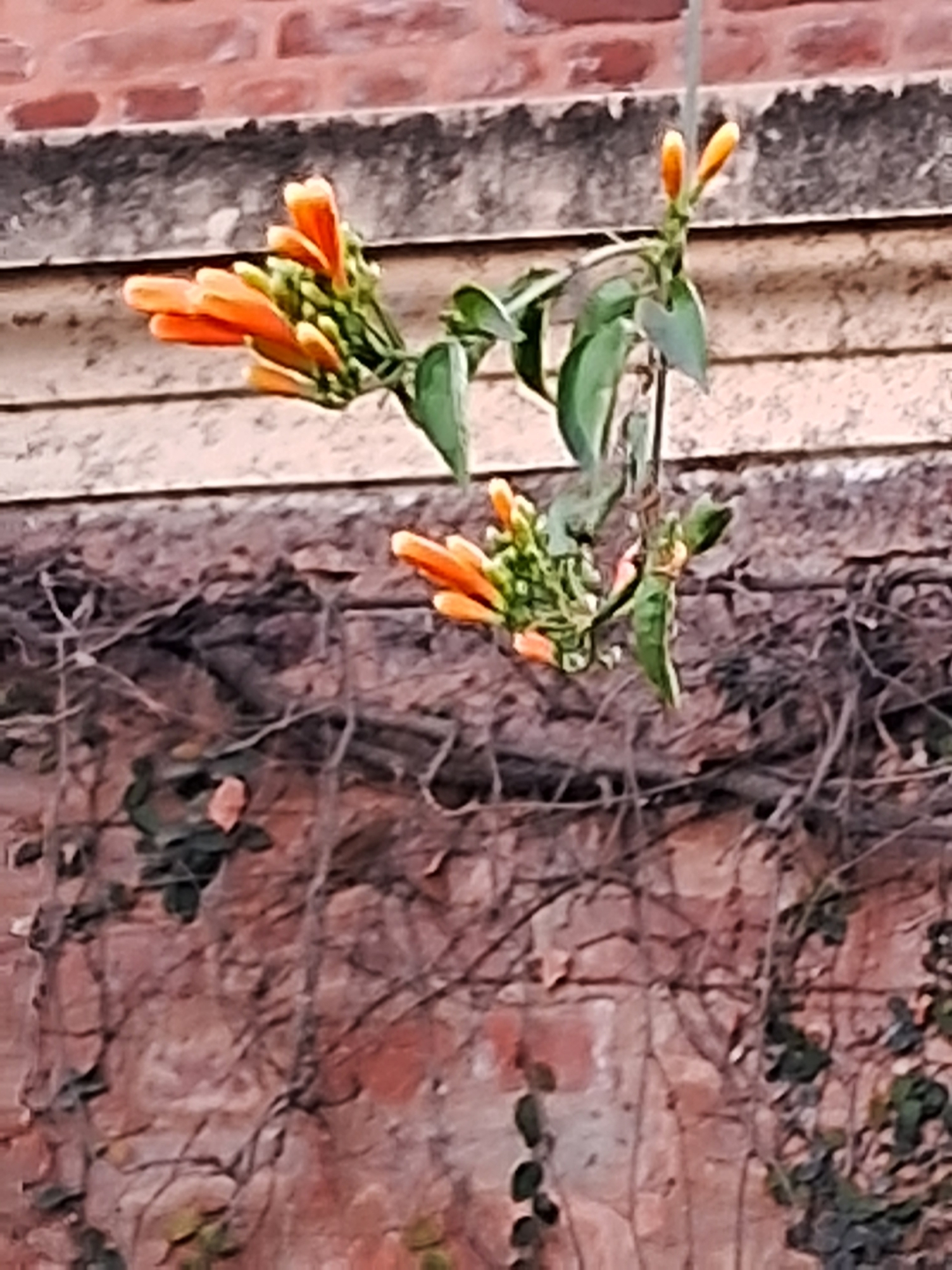Imagem de Flor-de-são-joão