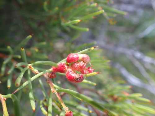 Image of Hakea microcarpa by (c) Nina Kerr, some rights reserved (CC BY)