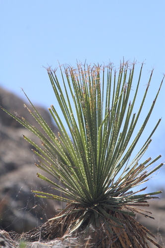 Dasylirion acrotrichum