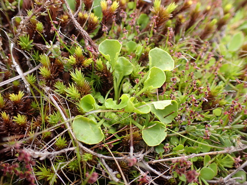 Image of Viola fuscoviolacea by (c) Nina Kerr, some rights reserved (CC BY)