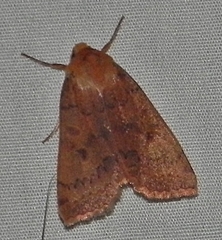Epiglaea decliva