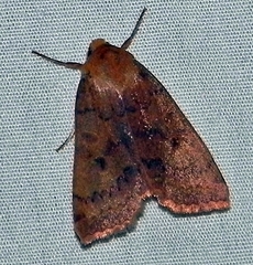 Epiglaea decliva