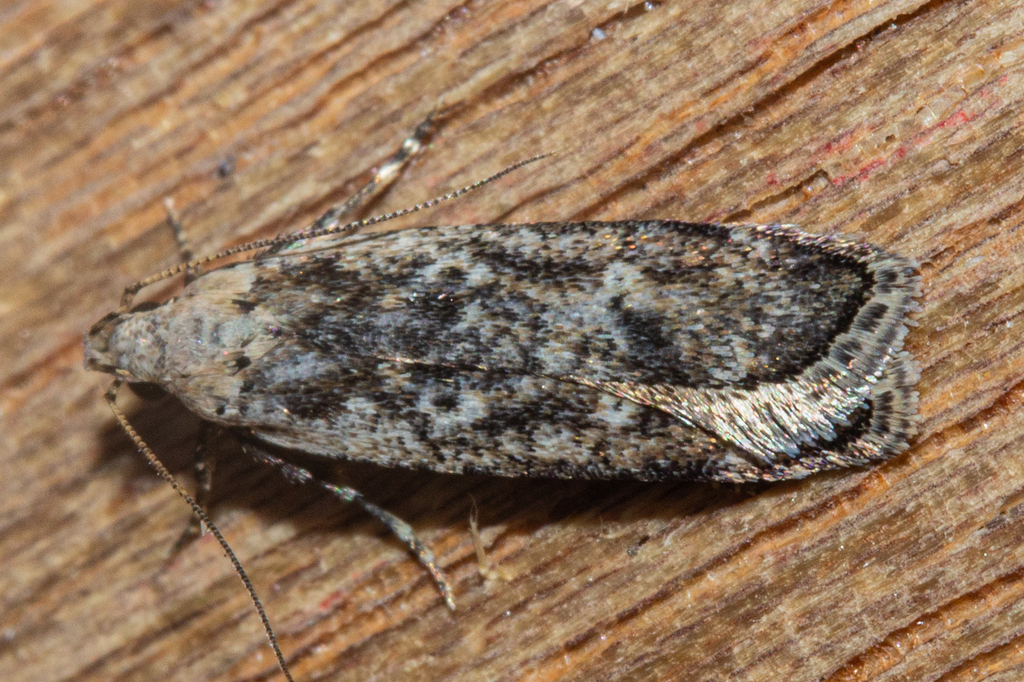 Anisoplaca achyrota from Dunedin North, Dunedin, New Zealand on January ...