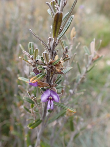 Image of Hovea montana by (c) Nina Kerr, some rights reserved (CC BY)