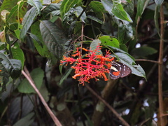 Elzunia humboldt