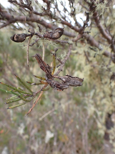 Image of Hakea microcarpa by (c) Nina Kerr, some rights reserved (CC BY)