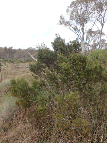Image of Hakea microcarpa by (c) Nina Kerr, some rights reserved (CC BY)