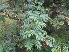 Sorbus sambucifolia