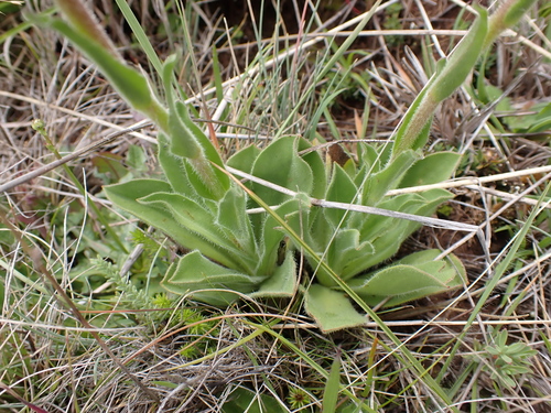 Image of Craspedia aurantia by (c) Nina Kerr, some rights reserved (CC BY)