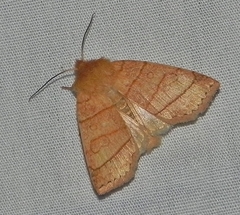 Pyreferra citrombra