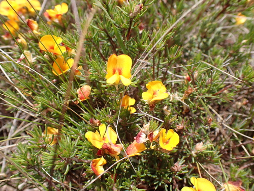 Image of Pultenaea fasciculata by (c) Nina Kerr, some rights reserved (CC BY)