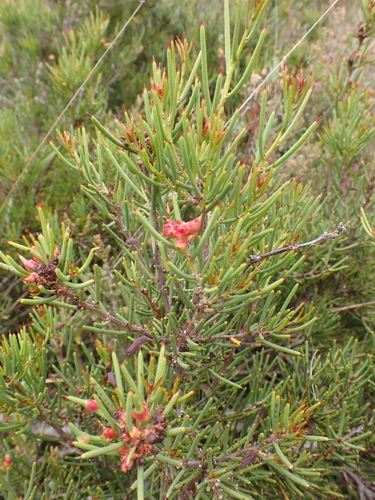 Image of Hakea microcarpa by (c) Nina Kerr, some rights reserved (CC BY)