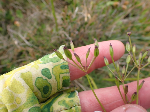 Image of Gingidia harveyana by (c) Nina Kerr, some rights reserved (CC BY)