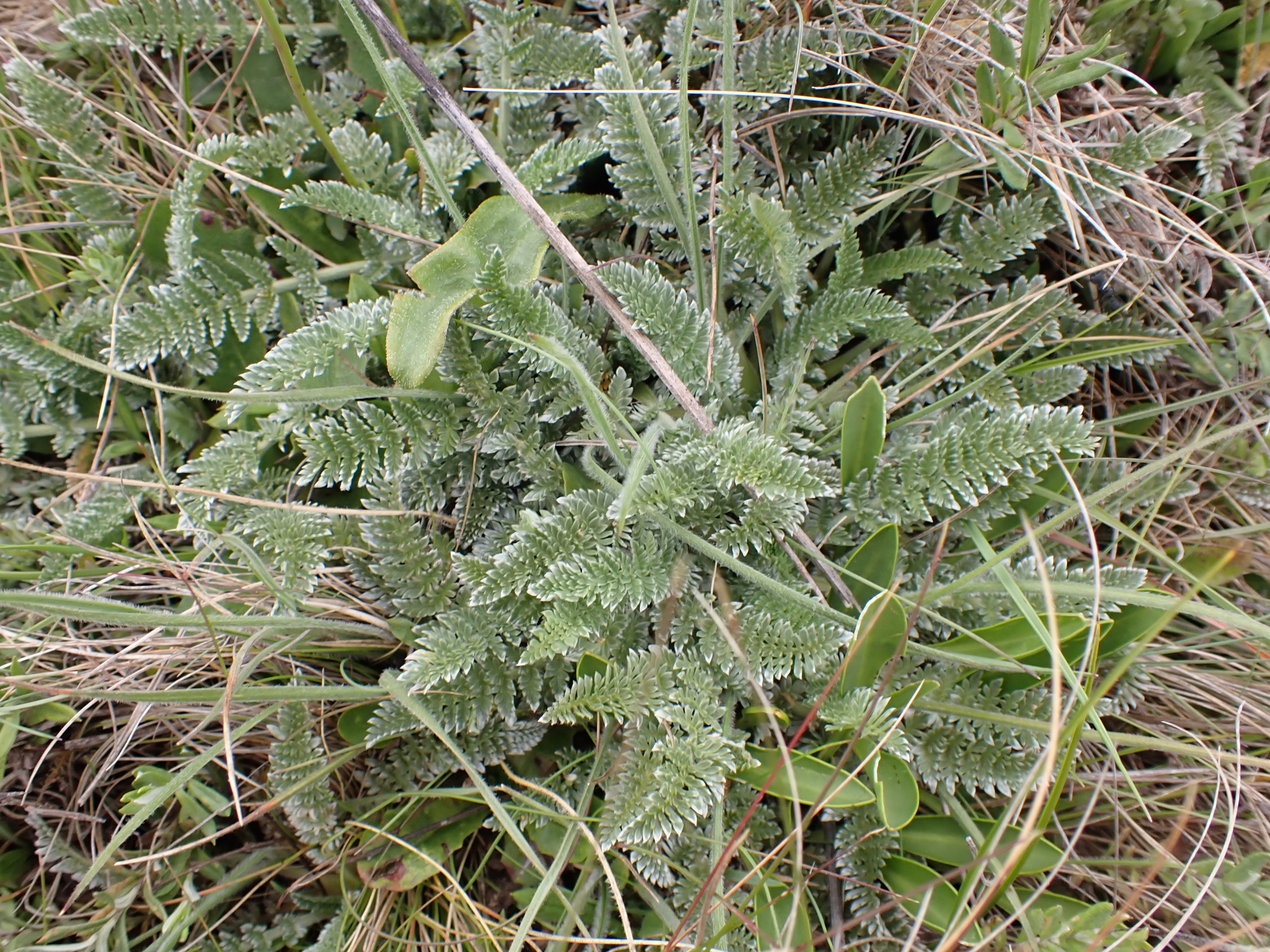 Silver Caraway (Chaerophyllum argenteum)