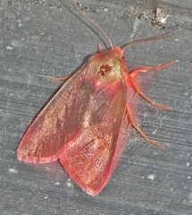 Psectraglaea carnosa