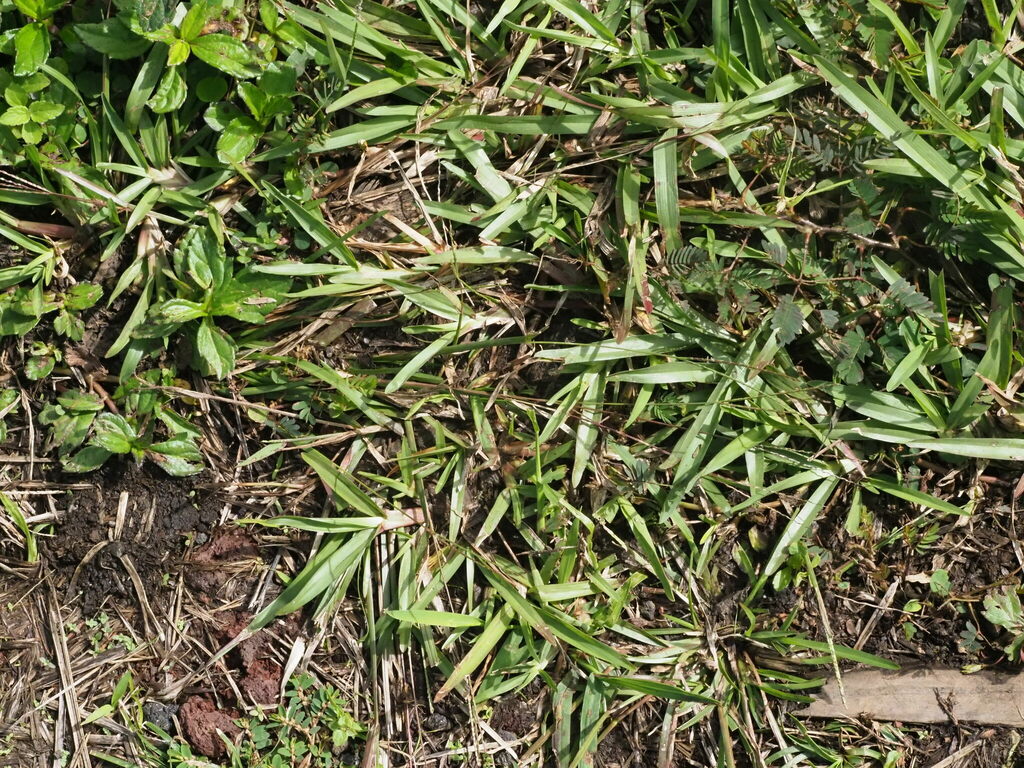 common carpetgrass from Leilani Estates, HI 96778, USA on January 7 ...