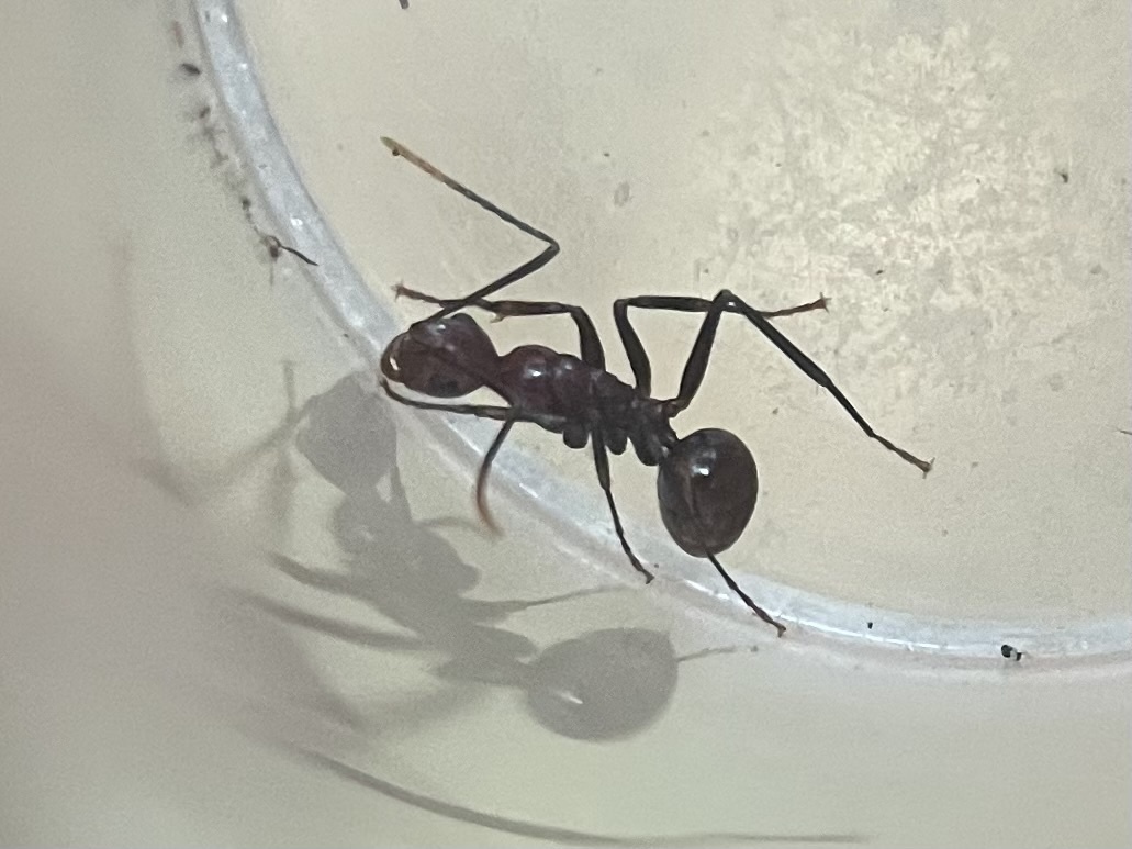 Polyrhachis leviuscula