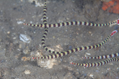 Dunckerocampus dactyliophorus