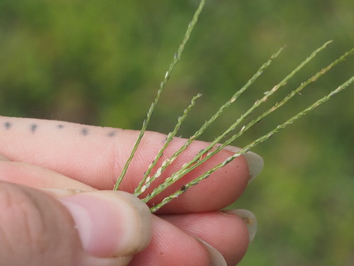 Image of Digitaria violascens by (c) Kevin Faccenda, some rights reserved (CC BY)