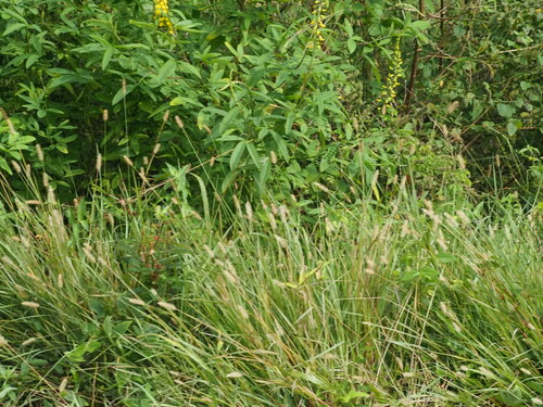 Setaria parviflora observed 2024-01-07