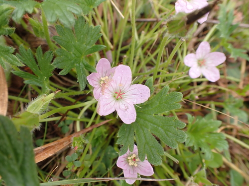 Image of Geranium antrorsum by (c) Nina Kerr, some rights reserved (CC BY)